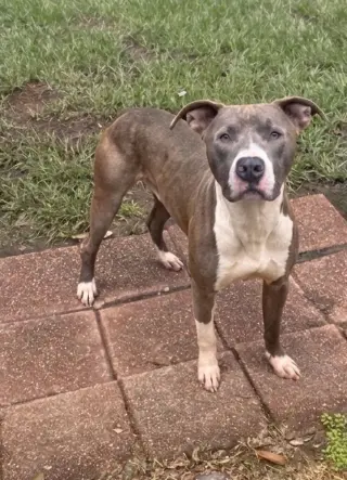 Hank the Handsome