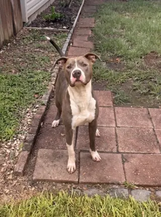 Hank the Handsome