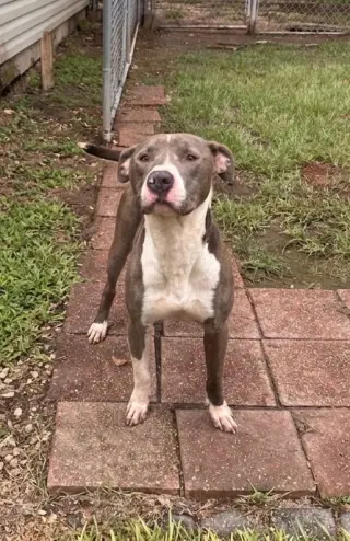 Hank the Handsome