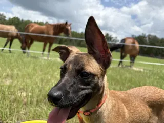 All-Star Soccer Litter - PelÃ© - Located in FL