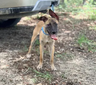 All-Star Soccer Litter - PelÃ© - Located in FL