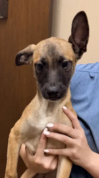 All-Star Soccer Litter - PelÃ© - Located in FL