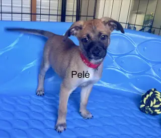 All-Star Soccer Litter - PelÃ© - Located in FL