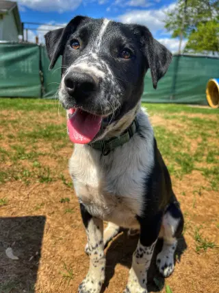 Ollie
