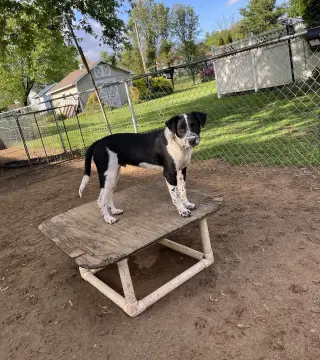 Ollie
