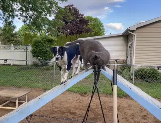 Ollie