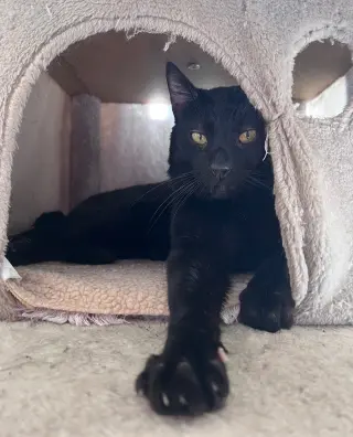 pye