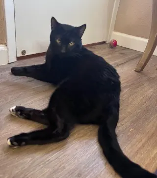 pye