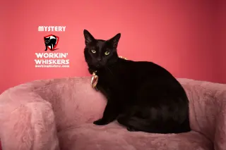 MYSTERY