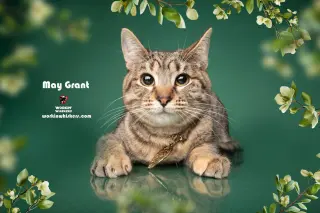 MAY GRANT
