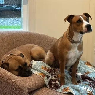 Cynthia