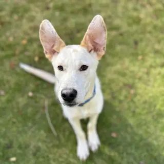 Scout Cooper