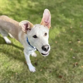 Scout Cooper
