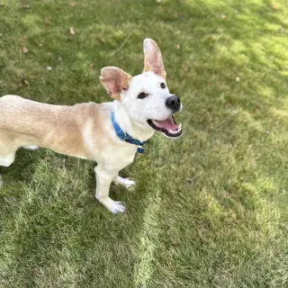 Scout Cooper