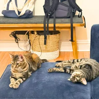 A pair called Hooplah & Ruckus