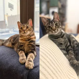 A pair called Hooplah & Ruckus