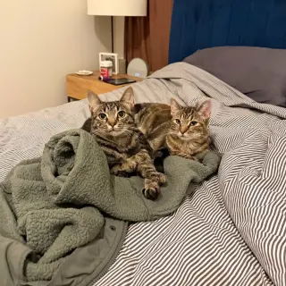 A pair called Hooplah & Ruckus