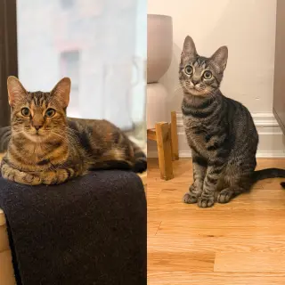 A pair called Hooplah & Ruckus
