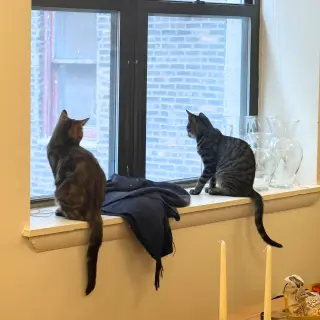 A pair called Hooplah & Ruckus