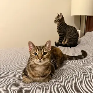 A pair called Hooplah & Ruckus