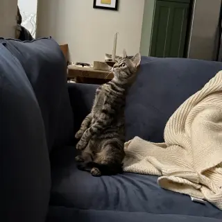 A pair called Hooplah & Ruckus