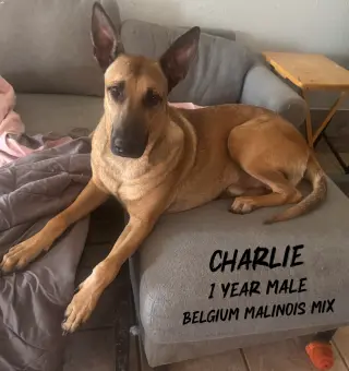 CHARLY – 1 YEAR MALE BELGIAN MALINOIS