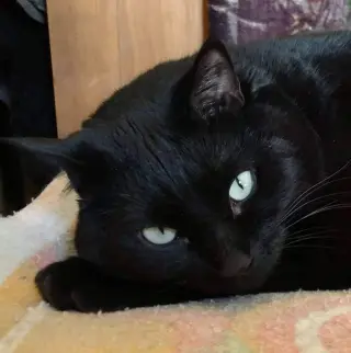 Zora