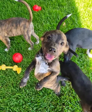 Little Lulu - Zoey's Litter