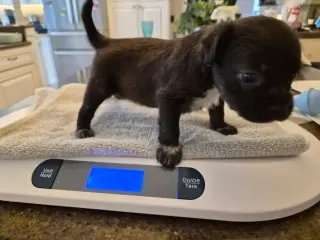 Little Lulu - Zoey's Litter