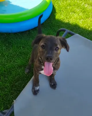 Little Lulu - Zoey's Litter