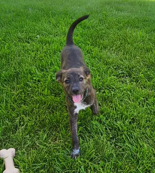 Little Lulu - Zoey's Litter