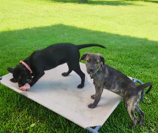 Little Lulu - Zoey's Litter