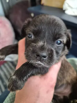 Little Lulu - Zoey's Litter