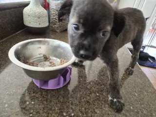 Little Lulu - Zoey's Litter
