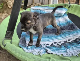 Little Lulu - Zoey's Litter