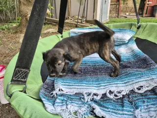 Little Lulu - Zoey's Litter