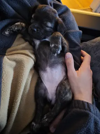 Little Lulu - Zoey's Litter