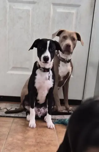 Po Boy - Zoey's Litter