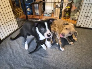 Po Boy - Zoey's Litter