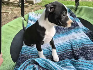 Po Boy - Zoey's Litter