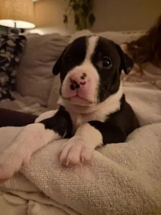 Po Boy - Zoey's Litter