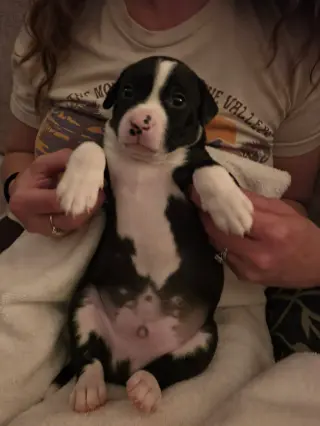 Po Boy - Zoey's Litter