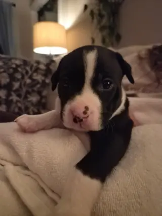 Po Boy - Zoey's Litter