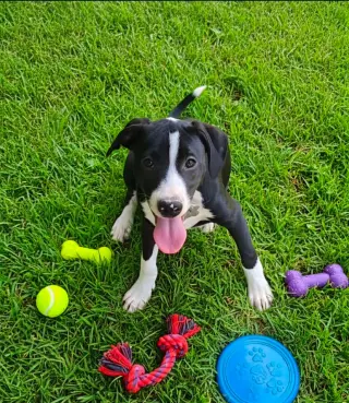 Po Boy - Zoey's Litter