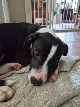 Po Boy - Zoey's Litter
