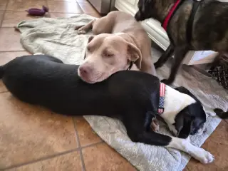 Po Boy - Zoey's Litter