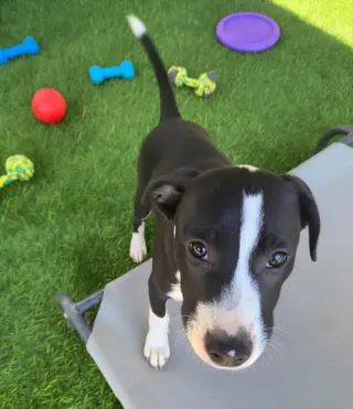 Po Boy - Zoey's Litter