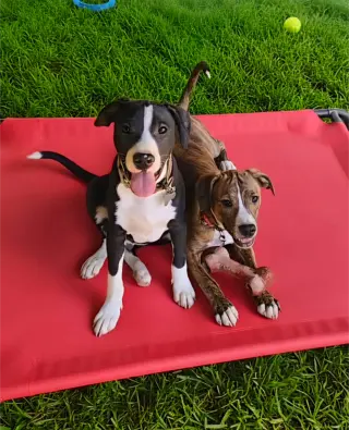 Po Boy - Zoey's Litter