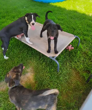 Po Boy - Zoey's Litter