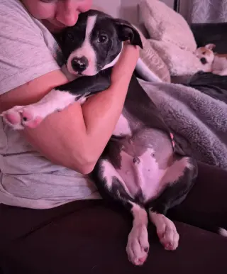 Po Boy - Zoey's Litter